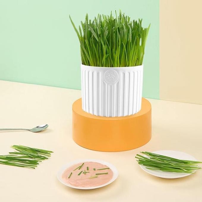 

Terlaris Top Delivery Paket Tumbuh Benih Gandum Premium Rumput Kucing Cat Grass Microgreen