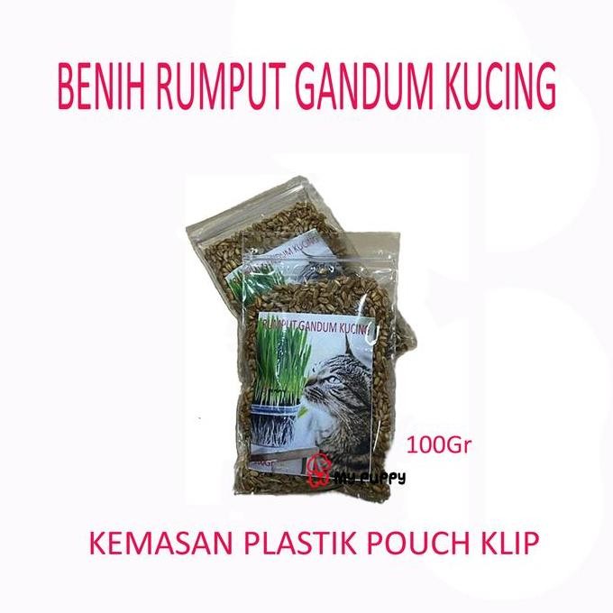 

Terlaris Benih Rumput Gandum - Rumput Kucing