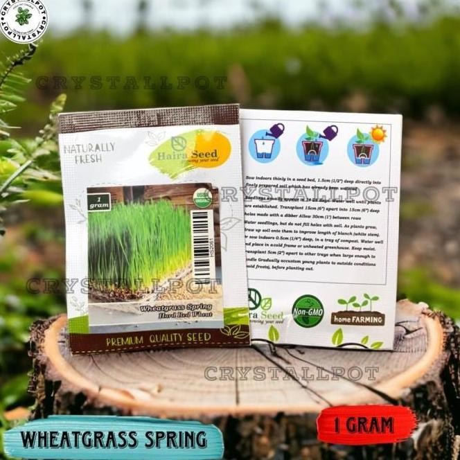 

Terlaris Ready Stok Benih Bibit Rumput Gandum Wheatgrass Merah Organik Haira Seed Rumput