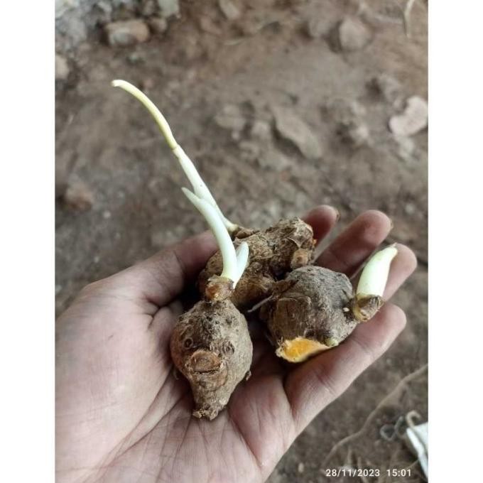 

Terlaris Bibit Tunas Tanaman Temulawak/Bibit Temulawak Ready Stok #Fyp