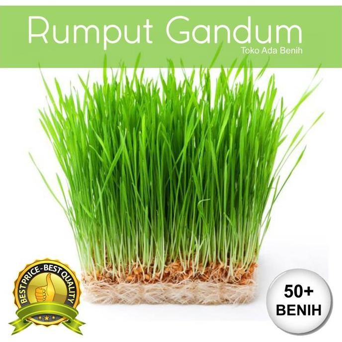 

Terlaris Benih / Biji Rumput Gandum - Rumput Kucing - Wheatgrass - 50+ Biji
