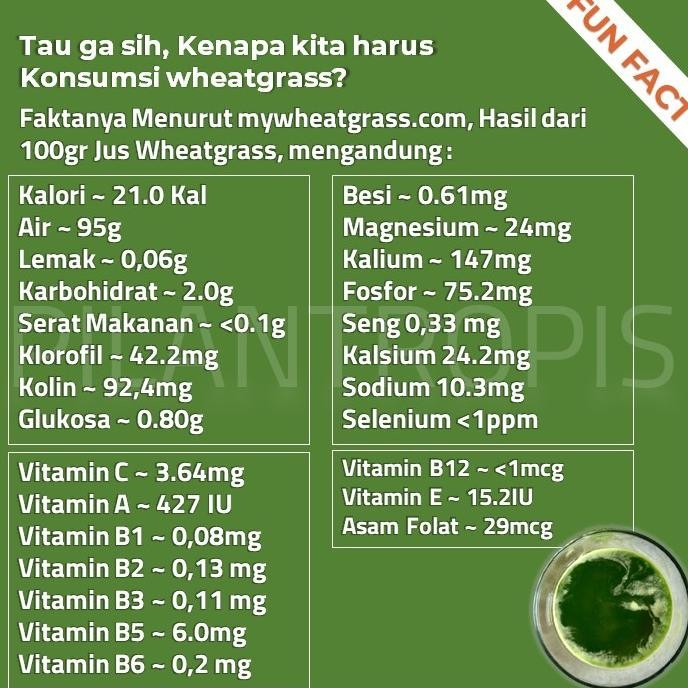 

Terlaris Benih Wheatgrass 500Gr Bibit Rumput Gandum Biji Cat Grass Microgreen
