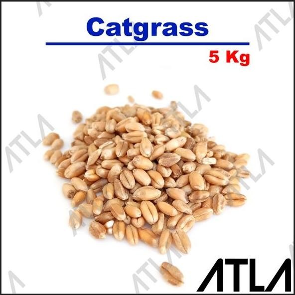 

Terlaris Benih Wheat Grass 5 Kg Biji Rumput Cat Grass Gandum Makanan Sehat Kilo