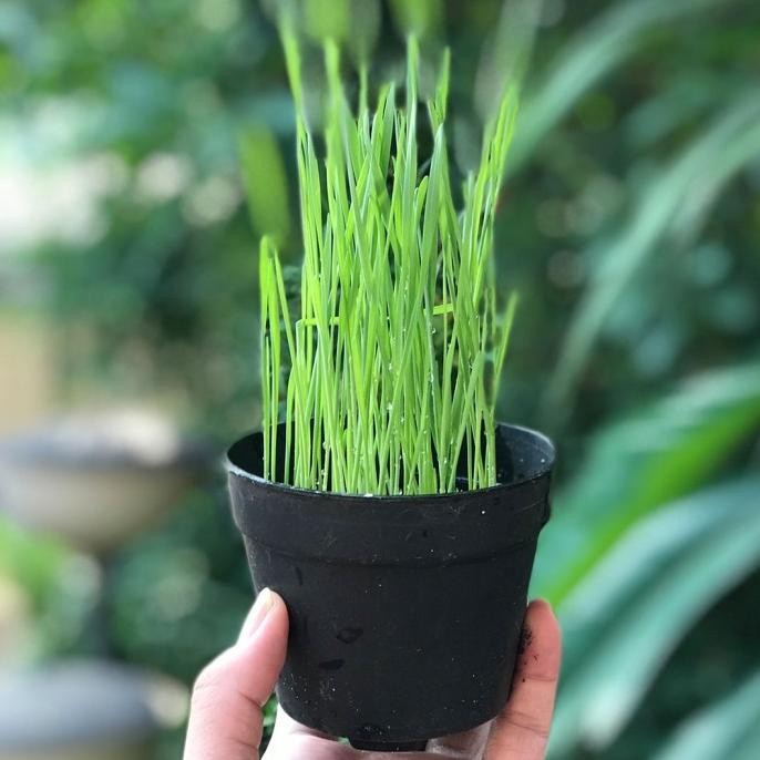 

Terlaris Hjk Biji Gandum Cokelat Reguler Sachet Benih Rumput Kucing 100 Gr