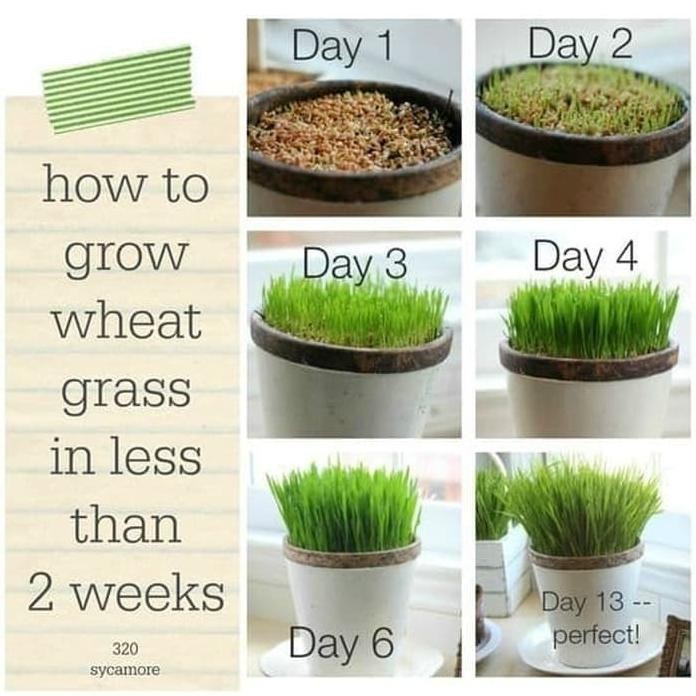 

Terlaris Bibit Benih Wheat Grass Rumput Biji Gandum Catgrass Cat 25G 50G 100G