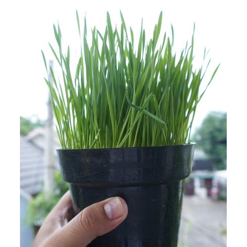 

Terlaris Griyana-Benih Rumput Gandum Untuk Kucing 100Gr Bibit Cat Grass Microgreen Seed