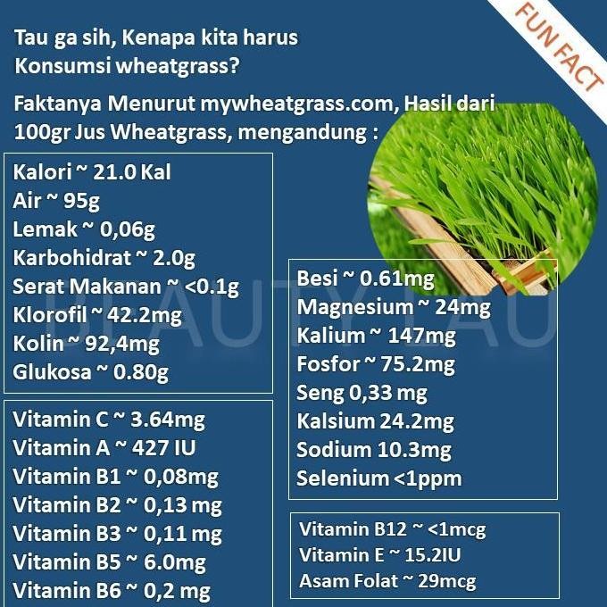 

Terlaris Benih Wheatgrass 1Kg Bibit Rumput Gandum Untuk Kucing Biji Wheat Grass