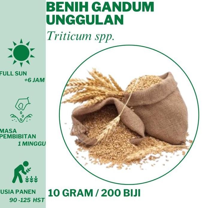 

Terlaris 163 Benih Gandum Bibit Unggulan Hidroponik Tanam