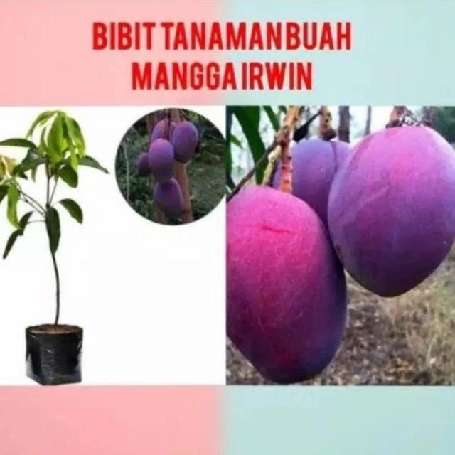 

bibit mangga Irwin pohon mangga buah mangga ungu hasil okulasi
