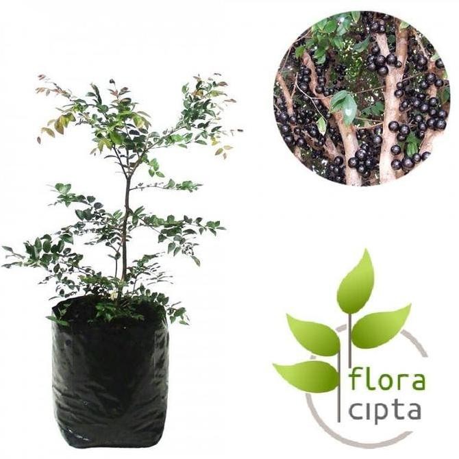 

Paket 3 bibit anggur brazil / pohon anggur hitam