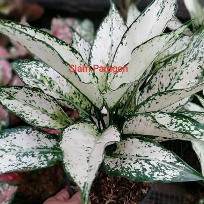 

bibit tanaman hias aglonema siam paragon - aglonema siam pharagon Daun Pohon