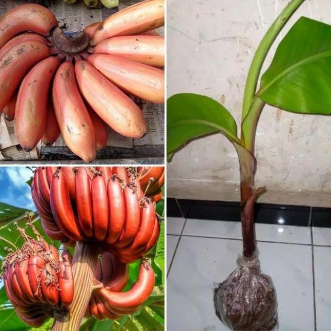

bibit pisang merah