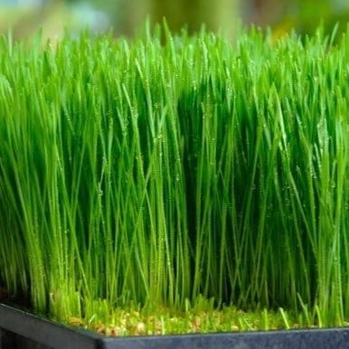 

Terlaris Benih Wheatgrass Rumput Gandum Mini Pack 1 Gr Hard Red Wheat Grass