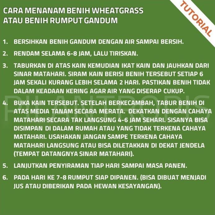 

Terlaris Hjk Benih Wheatgrass 1Kg Bibit Rumput Gandum Biji Wheat Grass Microgreen