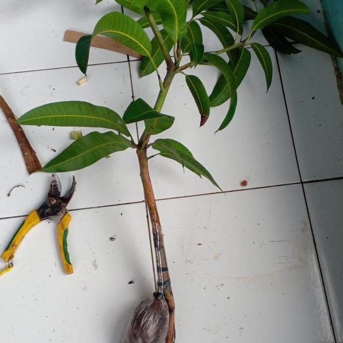 Bibit mangga mahatir jumbo tanaman buah unggul orinal hasil cangkok PREMIUM