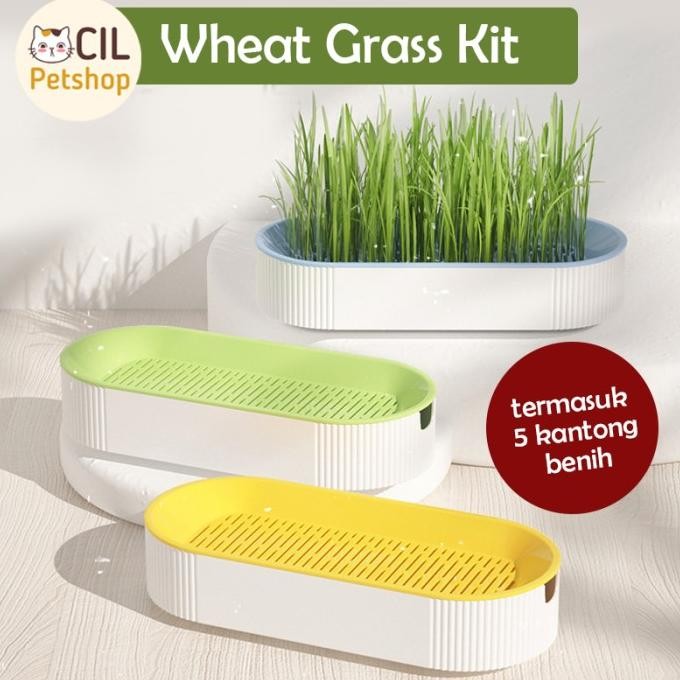 

Terlaris Benih Gandum Wheat Grass Kit Rumput Gandum Kucing