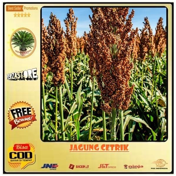 

Terlaris New Biji Benih Jagung Cetrik Gandrum Goel Gandum Inda Pari Oncer