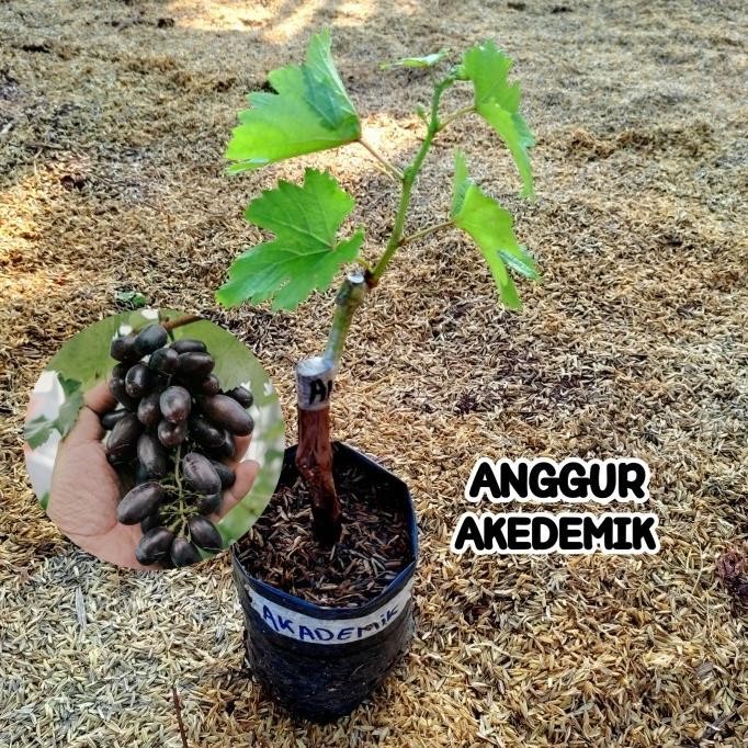 Bibit Anggur Akademik Grafting Tanaman Buah Anggur Import Akademik GENJAH