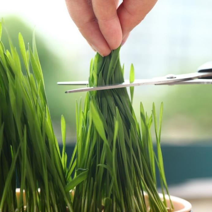 

Terlaris Kozo Pot Rumput Kucing Wadah Tanam Benih Gandum Wheatgrass Cat Seed