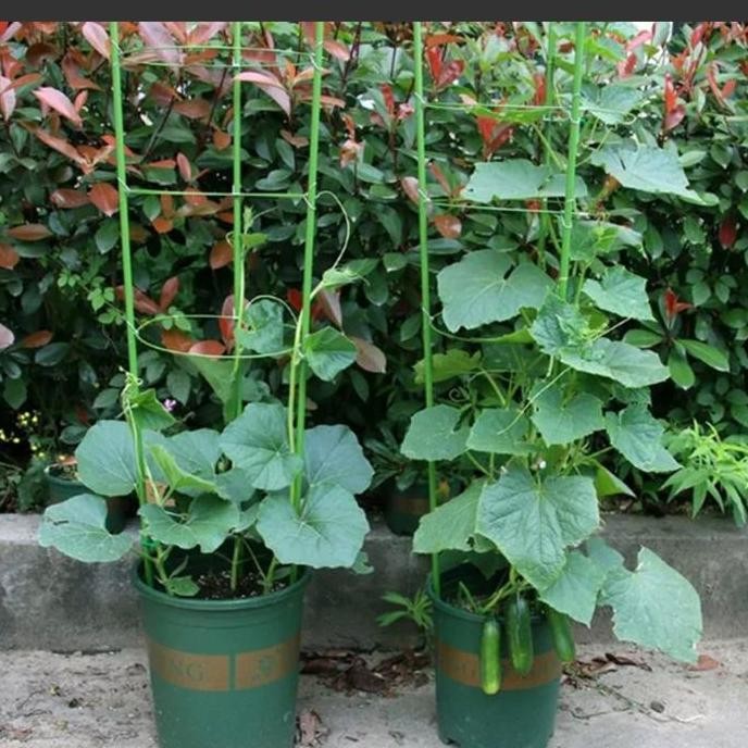 Promo Tiang Penyangga Rambat Tanaman Tomat 45cm COD