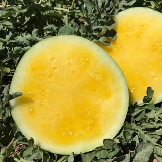 Biji Buah Semangka Kuning - Bibit Tanaman Pohon Semangka Kuning - Buah GENJAH