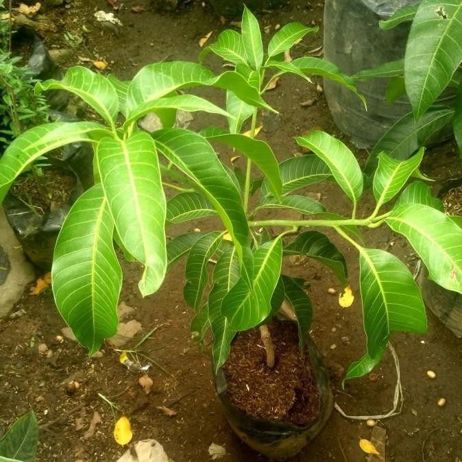 Bibit Pohon Mangga Simanalagi/Tanaman Pohon Mangga /Mangga PREMIUM