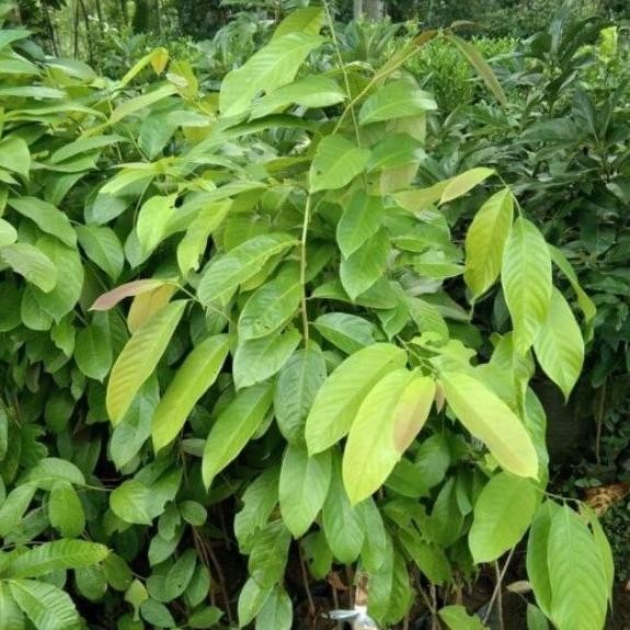 OBRALL BIBIT TANAMAN BUAH LOBA LOBI - LOBI LOBI LANGKA GENJAH