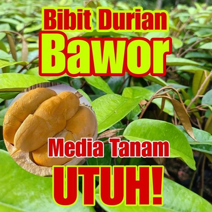 

Terlaris Bibit Durian Bawor Media Tanam Utuh Tinggi 40-50Cm