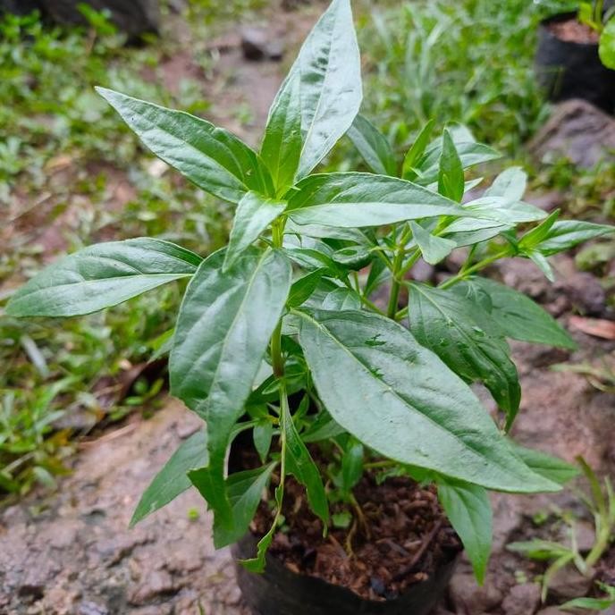 

Terlaris Tanaman Obat Daun Sambiloto Bibit Sambiloto (Andrographis Paniculata)