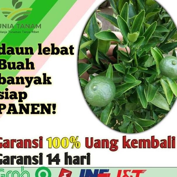 

Terlaris Promo [Berbuah Rimbun] Bibit Tanaman Buah Jeruk Keep Kip Purut Nipis