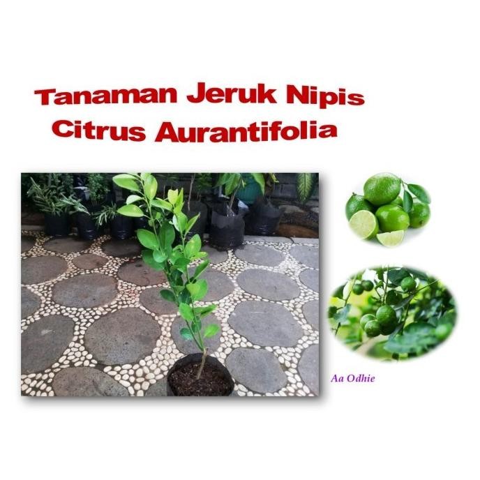 

Terlaris Bibit Pohon Jeruk Nipis Citrus Aurantifolia Tanaman Rempah & Herbal