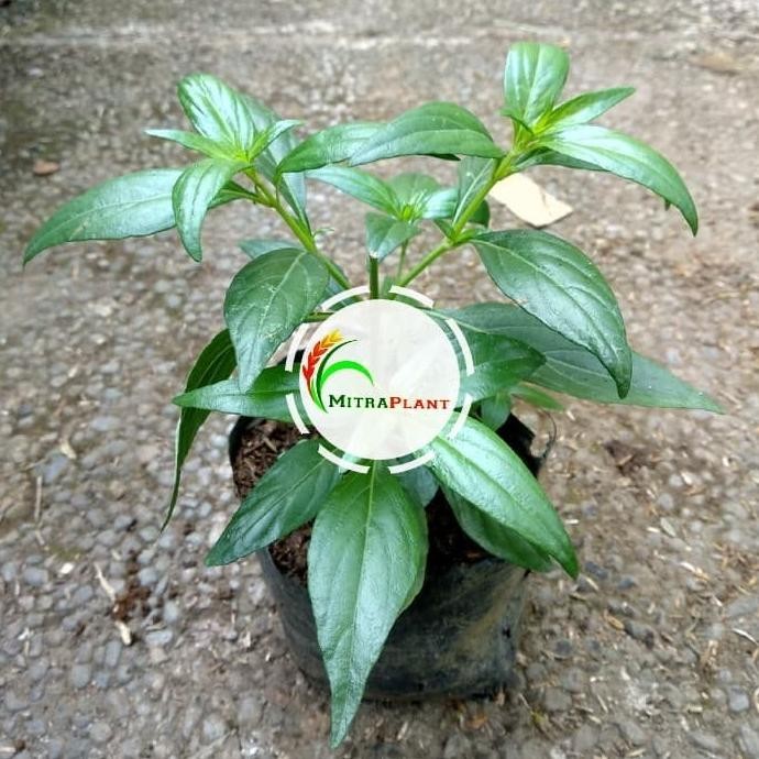 

Terlaris Bibit Tanaman Dn Sambiloto - Pohon Sambiloto - Tanaman Herbal Barang Super