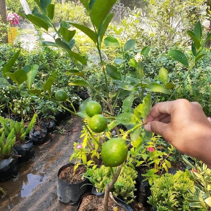 

Terlaris Promo 2 Bibit Jeruk Nipis Sudah Berbuah Rimbun Bibit Tanaman Super Unggul Asli Original