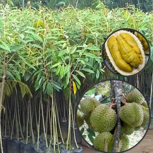 

Terlaris Bibit Durian Musang King Hasil Okulasi