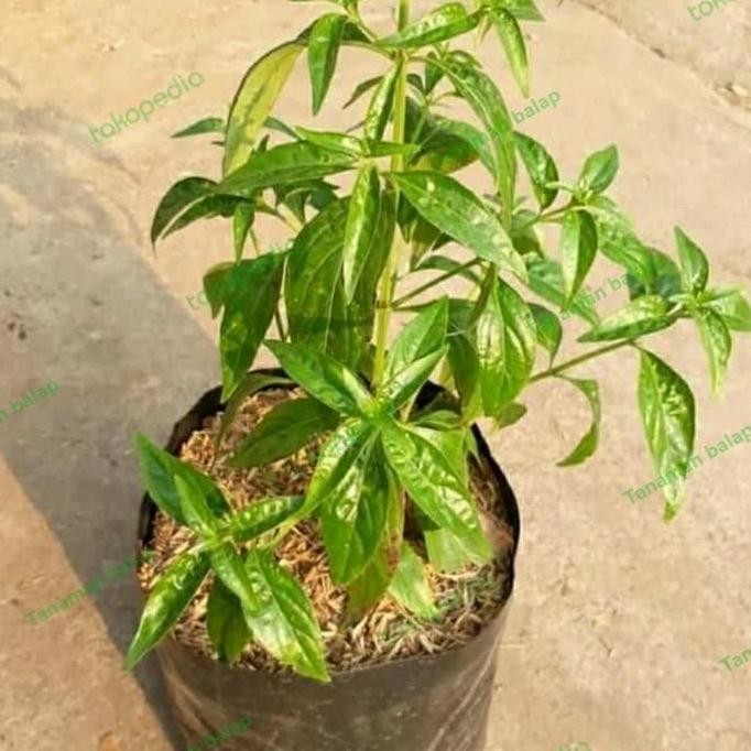 

Terlaris Bibit Benih Pohon Sambiloto