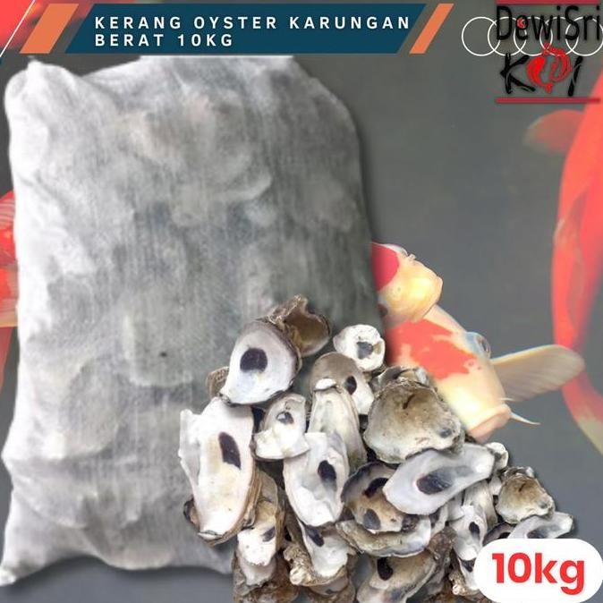 Oyster Cangkang Kerang Tiram 10Kg Penyetabil PH Media FIlter Air Kolam / kerang oyster media filter 