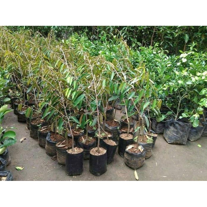 

Terlaris Bibit Tanaman Buah Durian Bawor