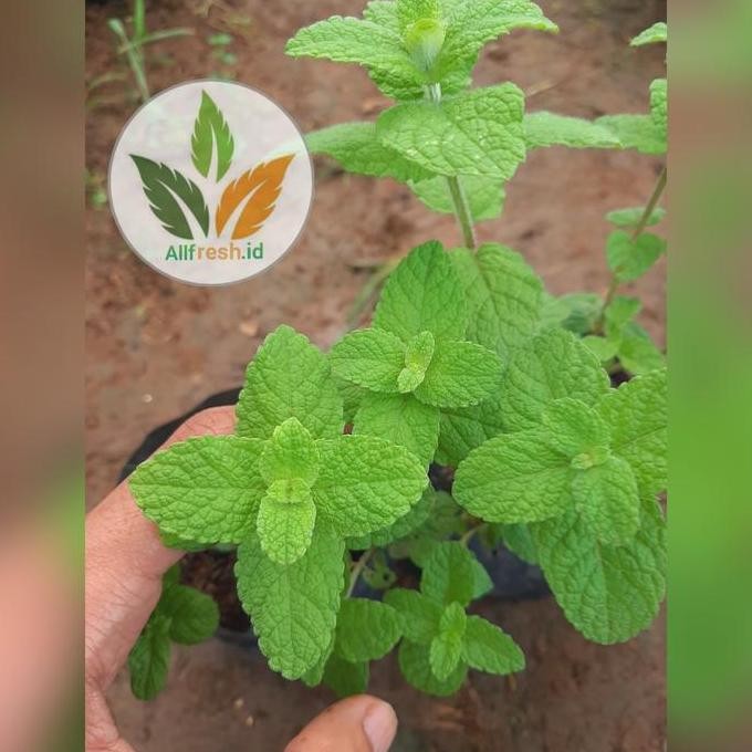 

Terlaris Bibit Tanaman Apel Mint / Daun Apel Mint