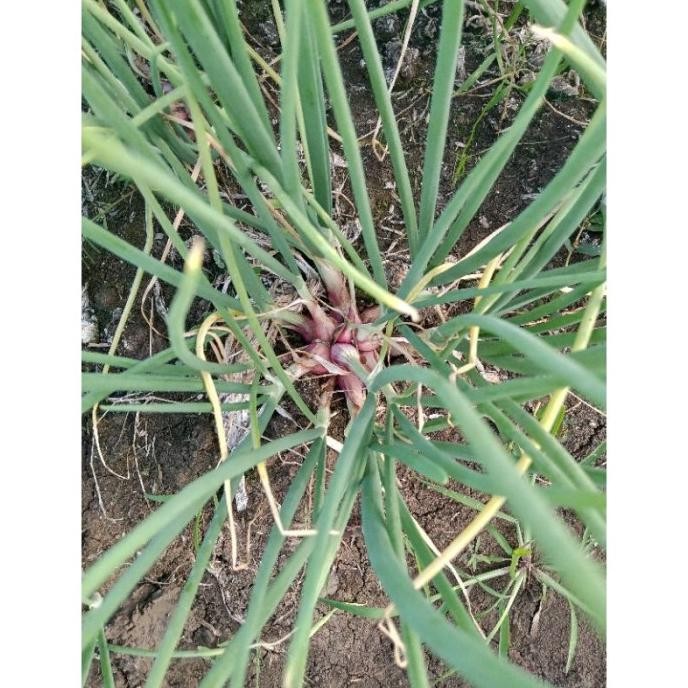 

Terlaris Bibit Bawang Merah 1 Kg Bima Brebes Siap Tanam Buykdi 6115Ua