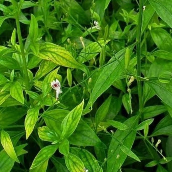 

Terlaris Bibit Tanaman Daun Sambiloto/Andrographis Paniculata/Herbal/Murah Top
