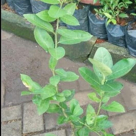 

Terlaris Bibit Pohon Jeruk Nipis-Bibit Jeruk Nipis-Buah Jeruk