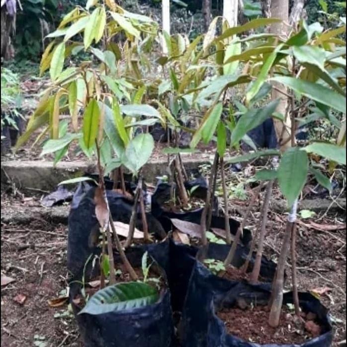 

Terlaris Bibit Tanaman Buah Duren Musangking Kaki 3/Pohon Durian Musangking