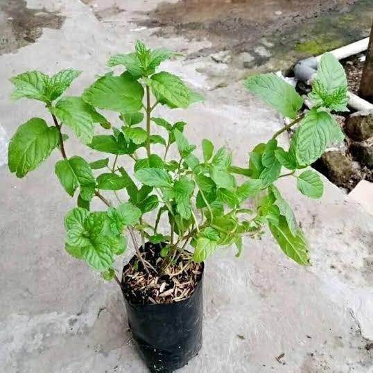 

Terlaris Benih Bibit Daun Mint Untuk Kesahatan Beli 3 Bonus 1