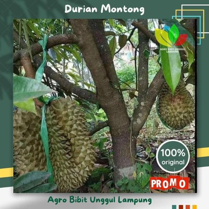 

Terlaris Bibit Durian Montong Asli Tanaman Okulasi Cepat Berbuah Pohon Bibit Durian Montong Cepat Berbuah