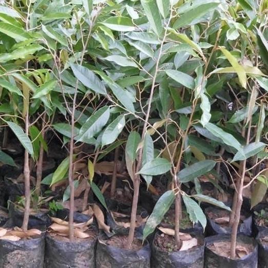 

Terlaris Paket Hemat Pohon Durian Montong Unggul(Isi 3 Bibit)