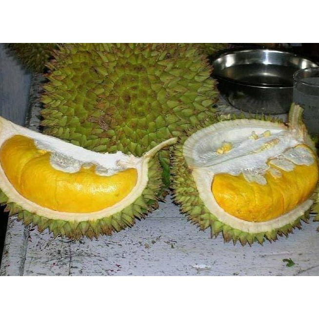 

Terlaris Bibit Tanaman Buah Durian Musang King Bergaransi