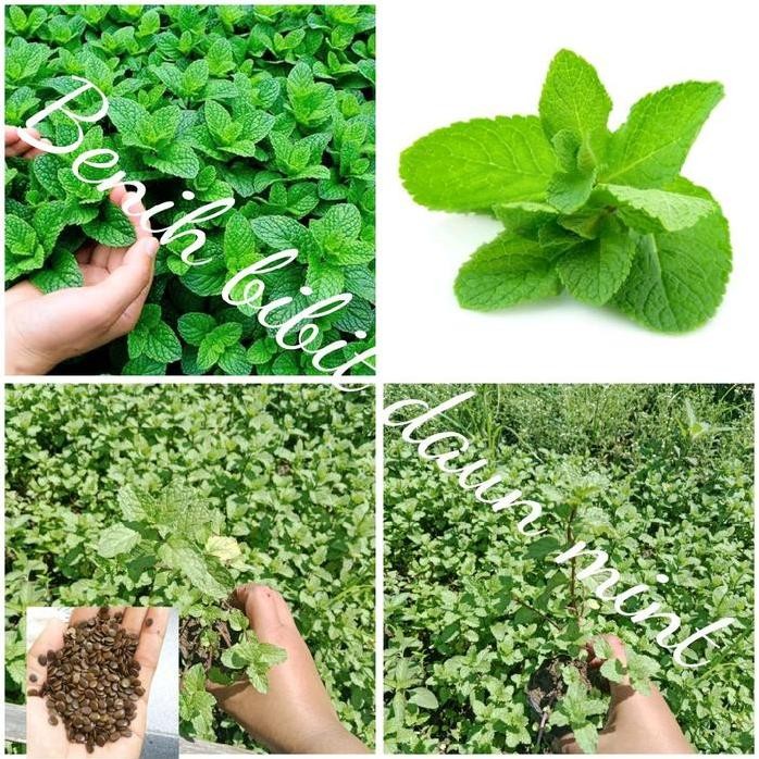 

Terlaris Benih Bibit Daun Mint (Bbt Super Unggul)