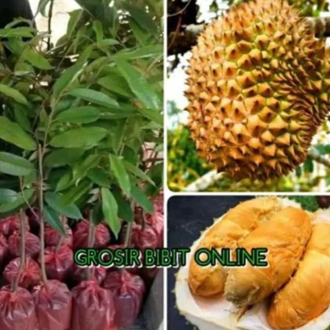 

Terlaris Bibit Durian Duri Hitam