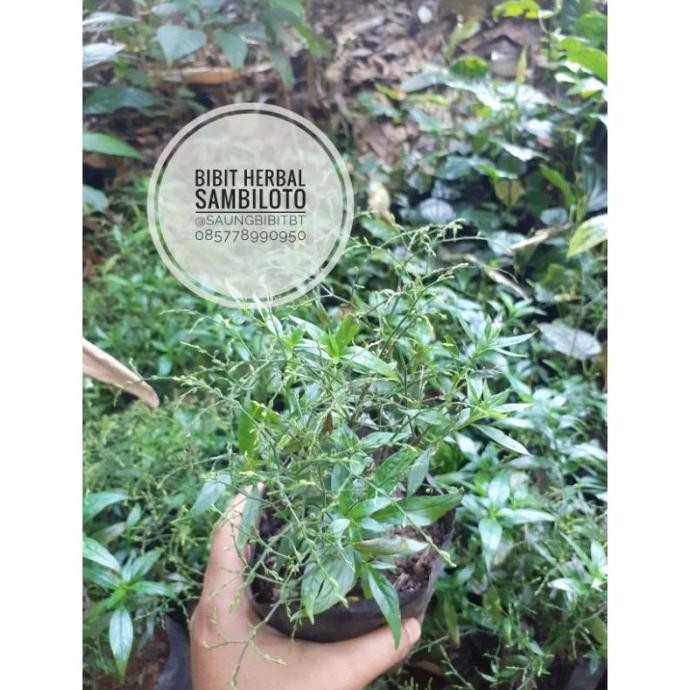 

Terlaris Bibit Pohon Daun Sambiloto - Tanaman Herbal Sambilata - Ampadu Tanah -