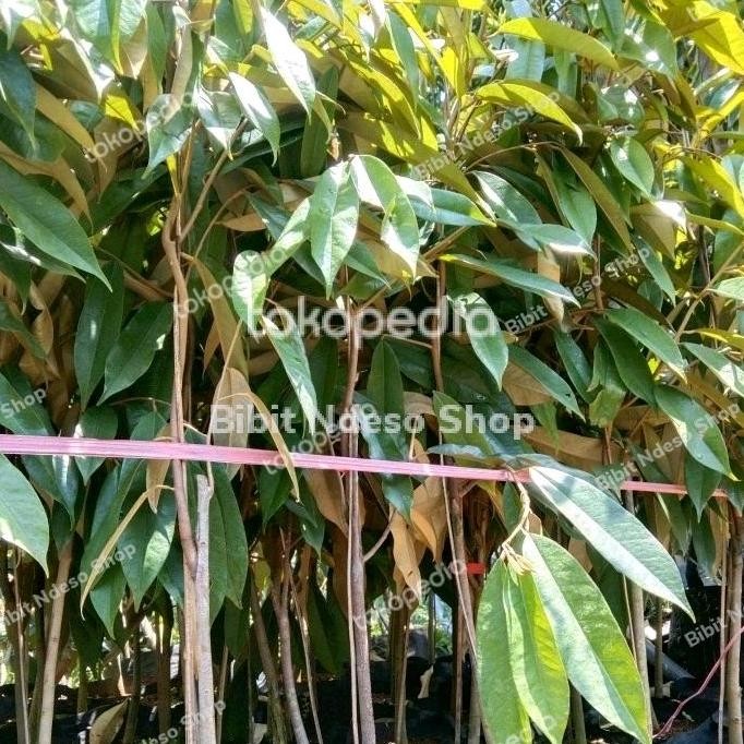 

Terlaris Bibit Durian Ketinggian 1 Meter Hasil Okulasi - Durian Bawor 80-1Meter